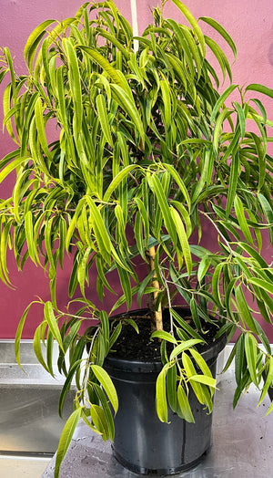 Ficus Alii (Ficus maclellandii)