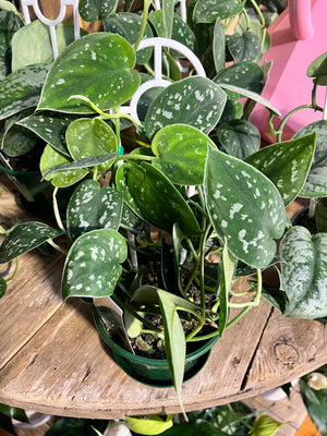 Scindapsus pictus argyreaus ‘satin pothos’