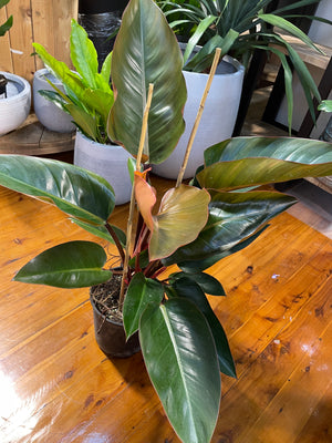 Philodendron Rojo Congo