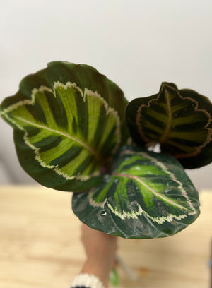 Calathea Red Mojo