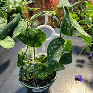 Scindapsus pictus argyreaus ‘satin pothos’