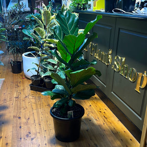 Ficus lyrata “fiddle leaf fig”