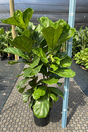 Ficus lyrata “fiddle leaf fig”