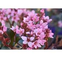 Rhaphiolepis Apple Blossom