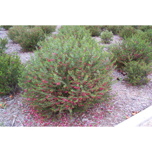 Eremophila Maculata Pink Passion "EMU BUSH"