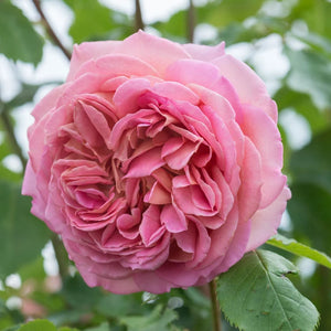 David Austin - Jubilee Celebration Rose
