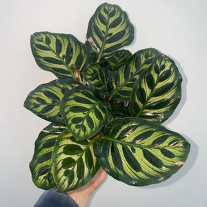 Calathea Makoyana