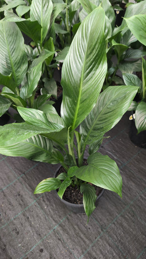 Spathiphyllum sensation