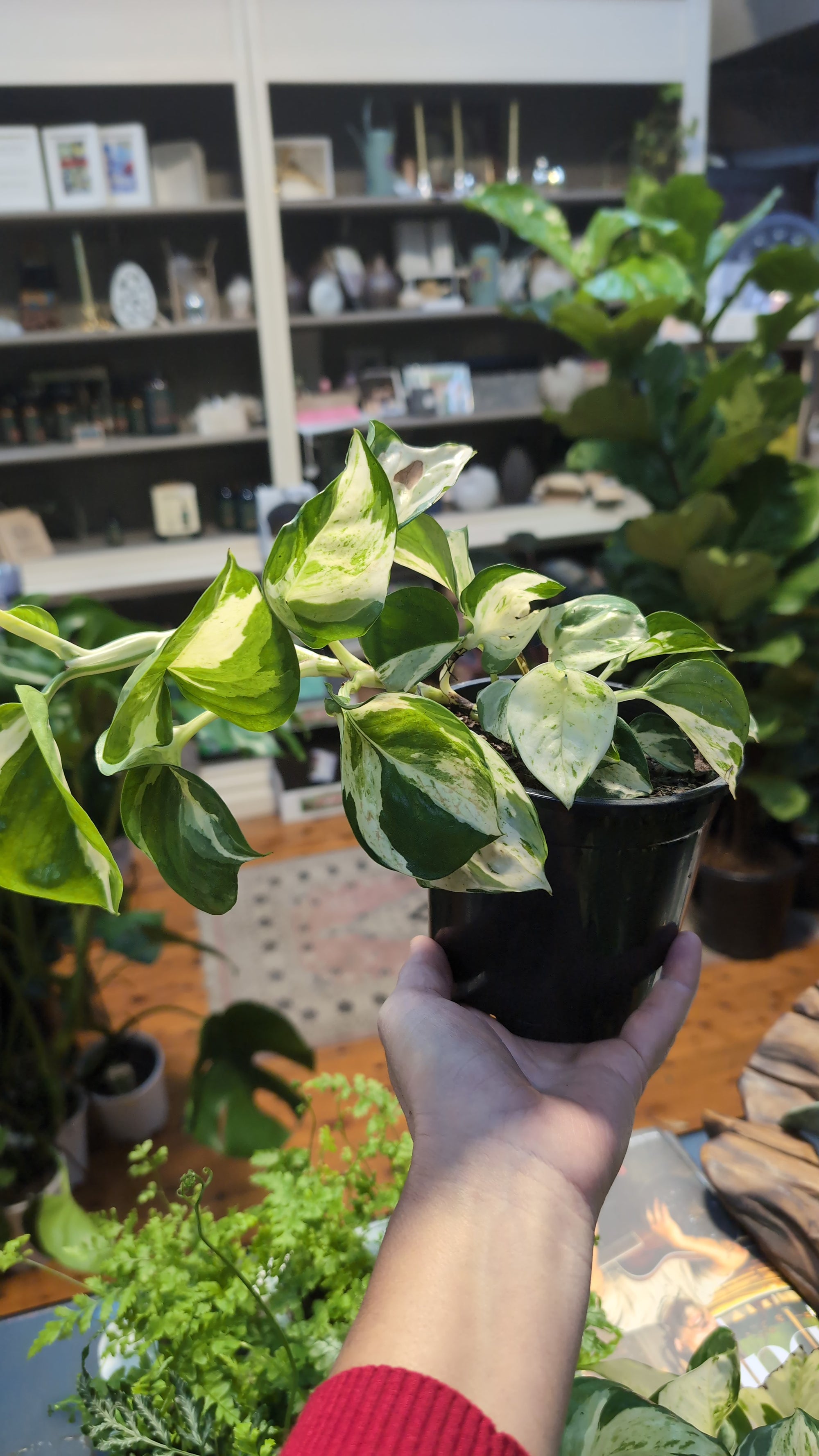 Epipremnum Manjula pothos