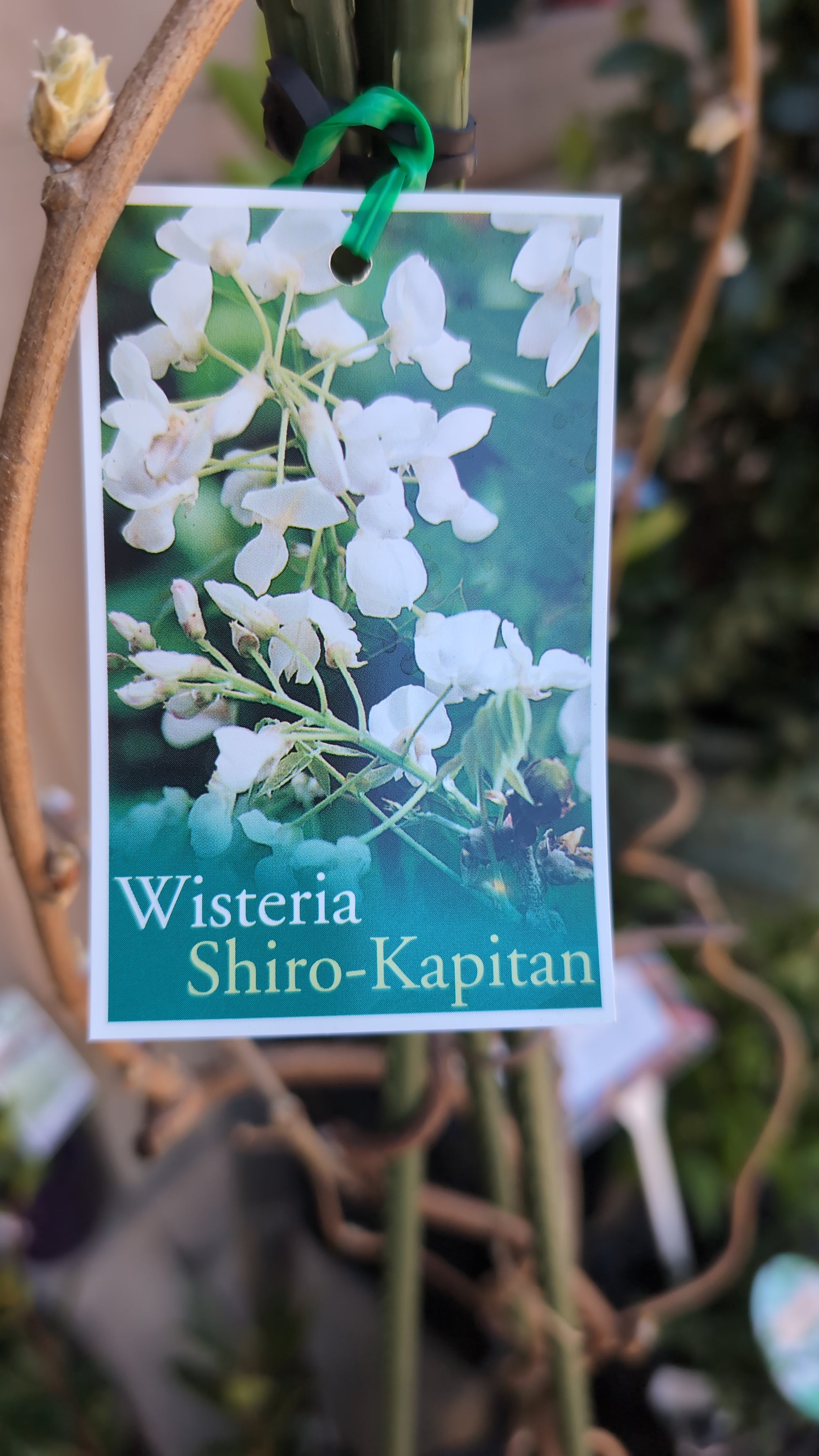 Wisteria brachybotrys "Shiro-Kapitan"