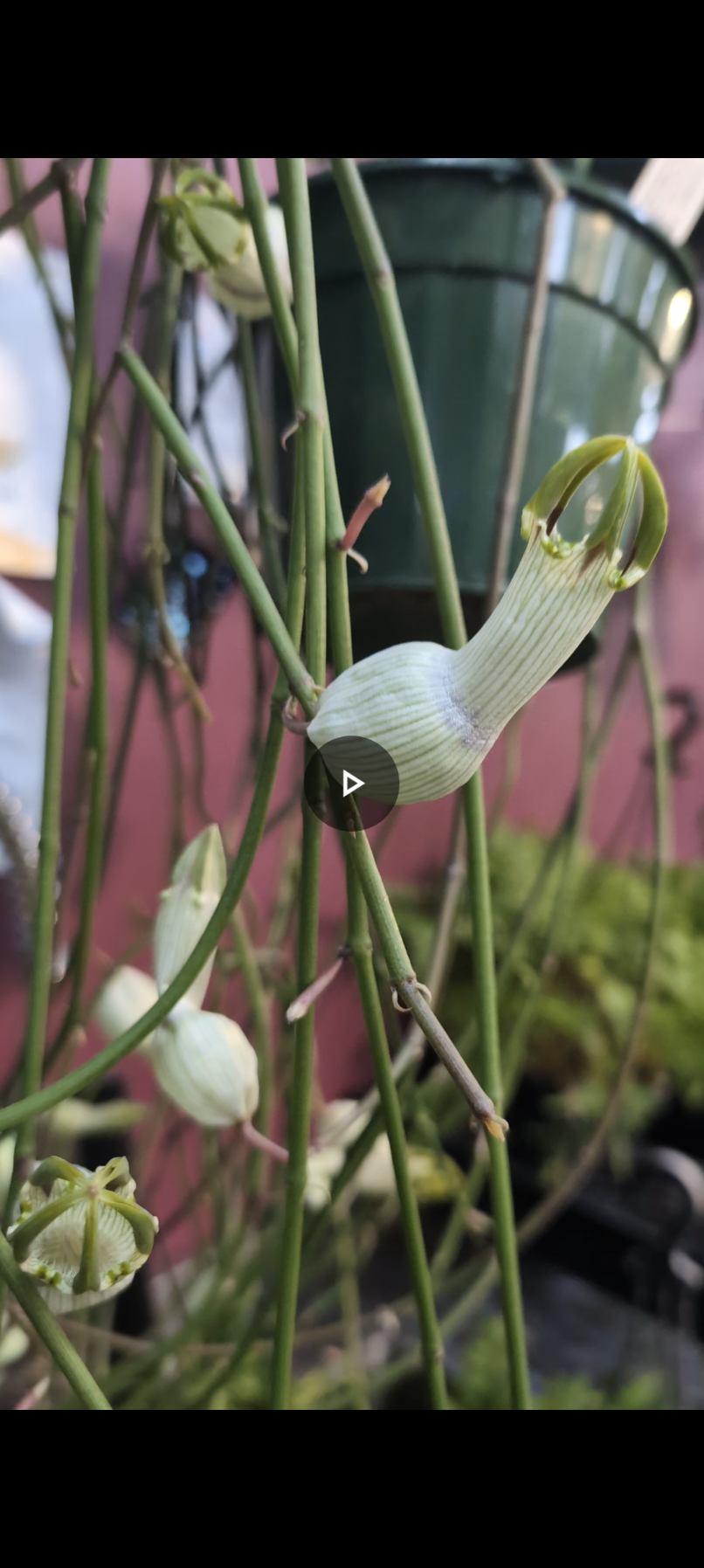 Ceropegia ampliata E.Mey Bushmans pipe