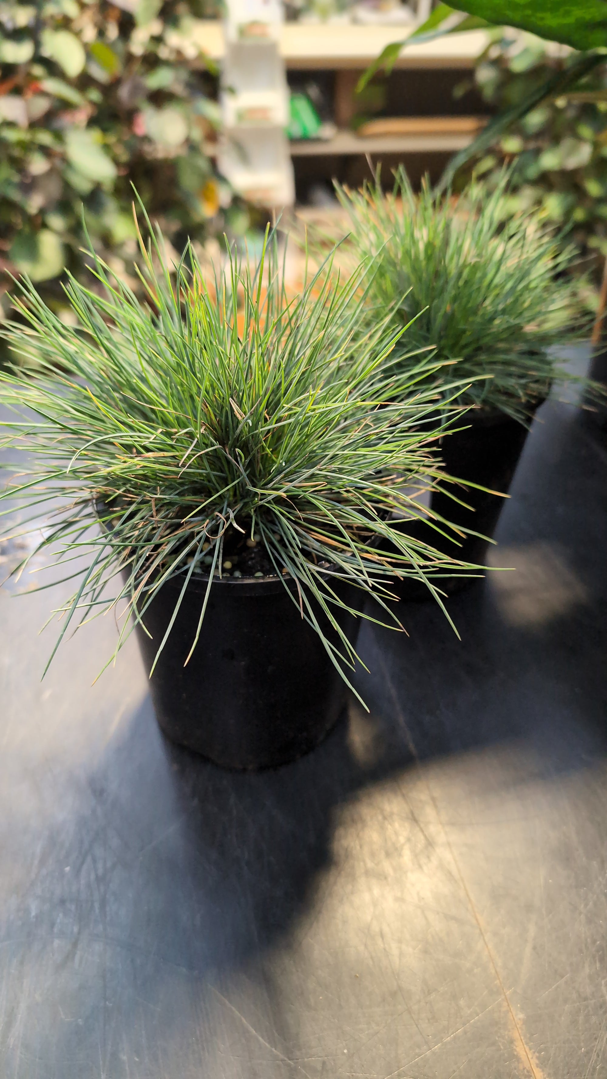 Festuca glauca "beyond Blue"