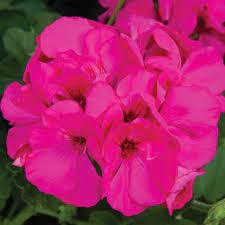 Geranium assorted