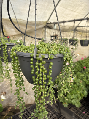 String of pearls . Senecio rowleyanus