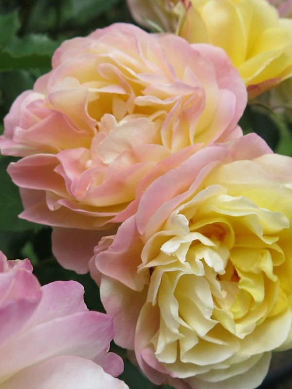 Rose - Swanes "Life of the Part"