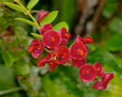 Aeschynanthus Tricolour