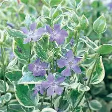 Variegated Vinca basket