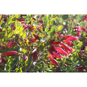 Eremophila Maculata Pink Passion "EMU BUSH"