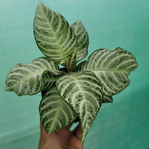 Aphelandra “zebra plant”