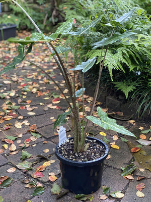 Alocasia ‘Sarian’ - Artisans Garden Nursery