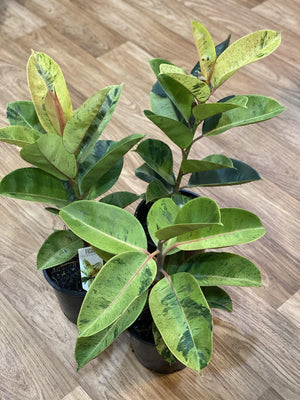 Ficus elastics “shivereana” - Artisans Garden Nursery