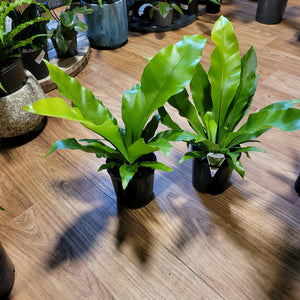 Asplenium Australasicum (Birds Nest Fern)
