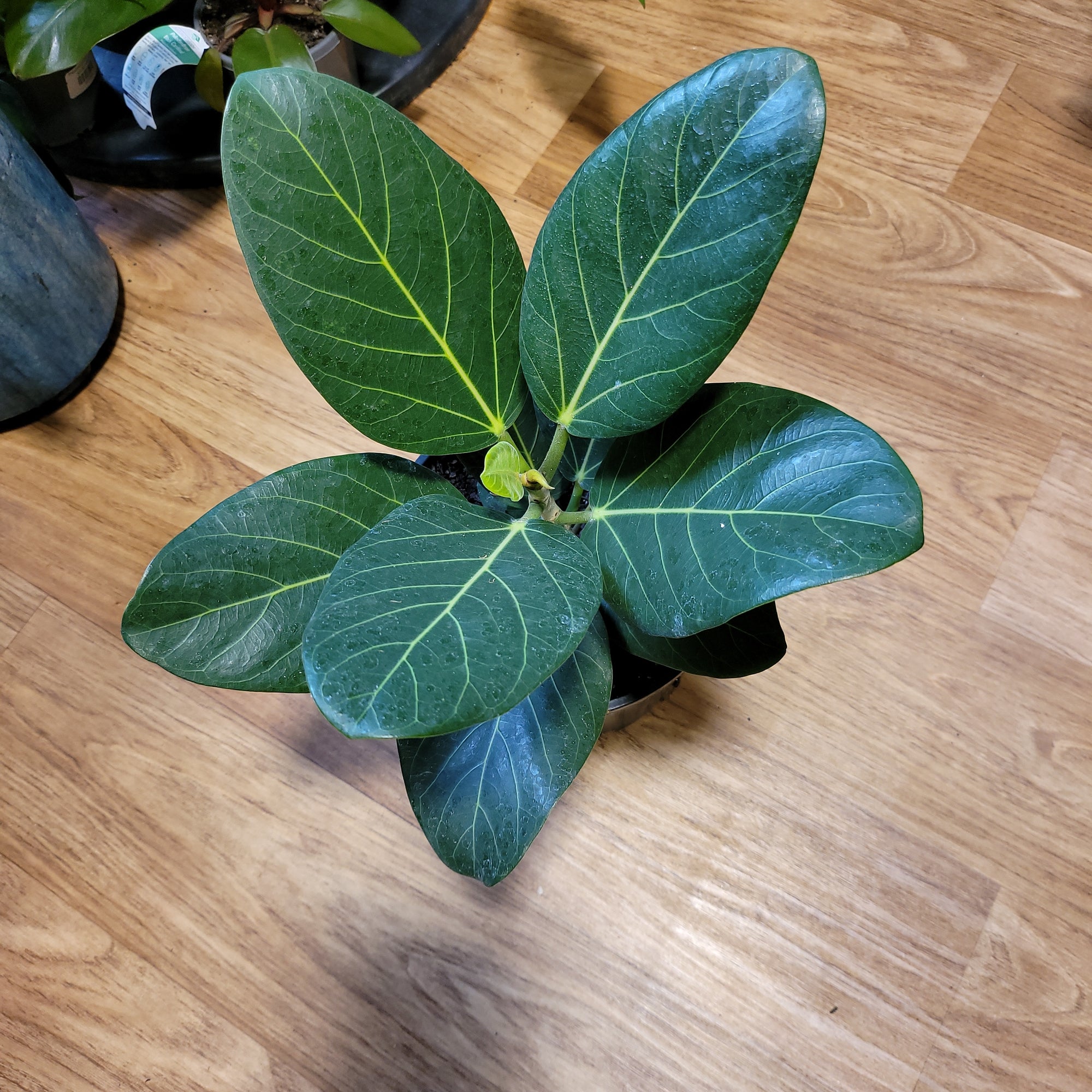 Ficus benghalensis "Audrey"