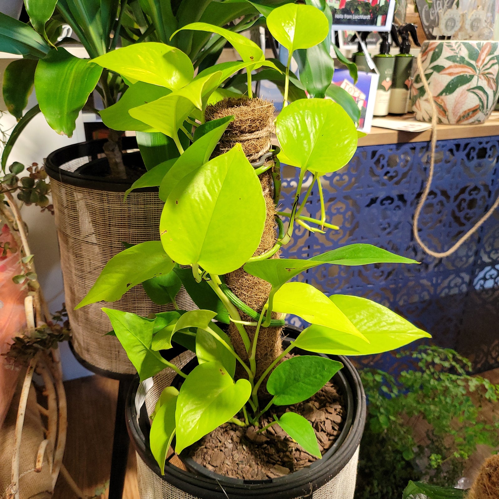 Epipremnum aureum (Pothos) goldilocks