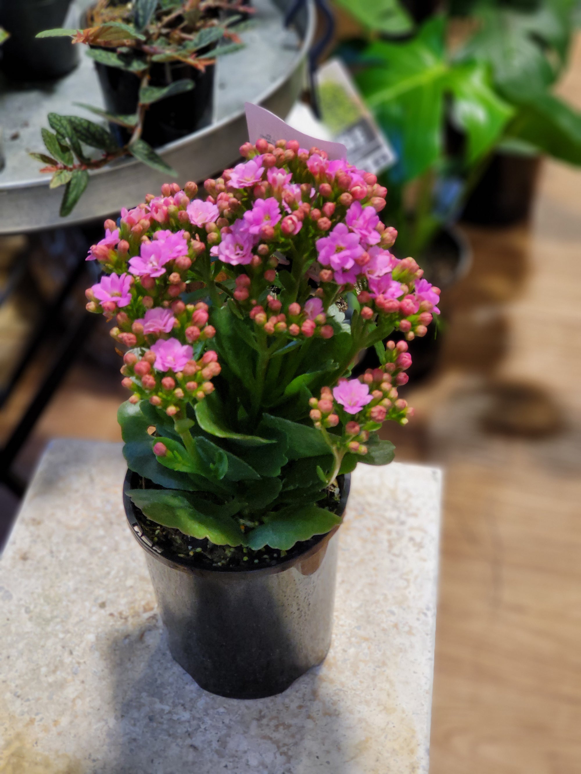 kalanchoe blossfeldiana