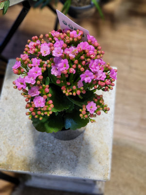 kalanchoe blossfeldiana