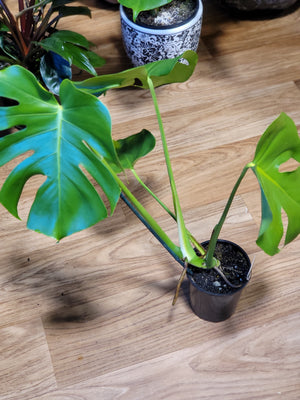 Monstera deliciosa