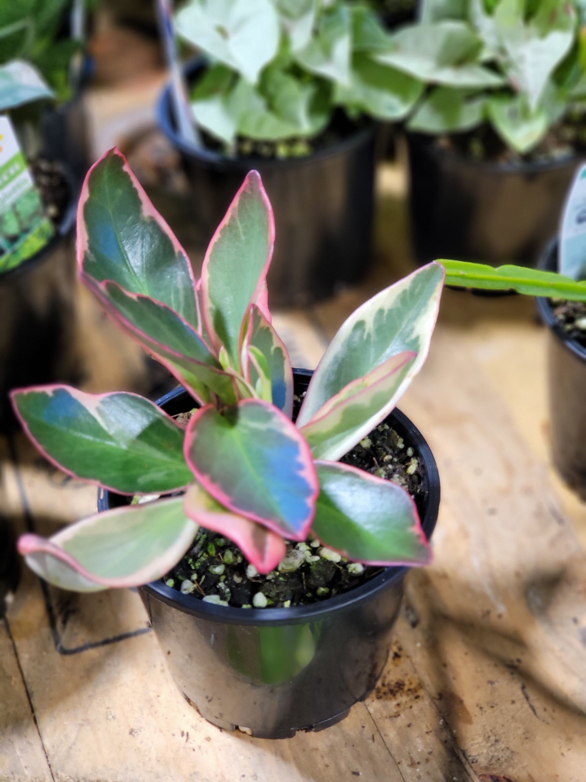 Peperomia clusiifolia  Tricolour