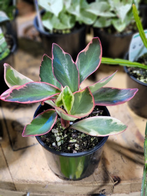 Peperomia clusiifolia  Tricolour