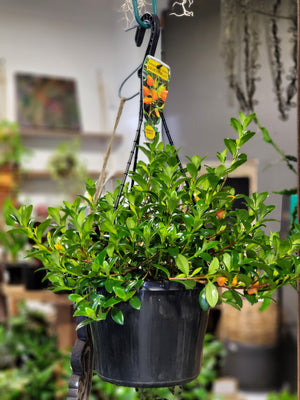 Nematanthus Gold fish plant