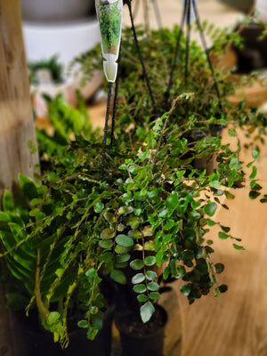 Pellaea rotundafolia button fern