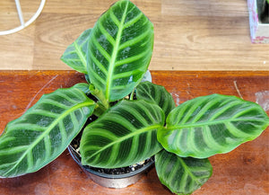 Calathea zebrina