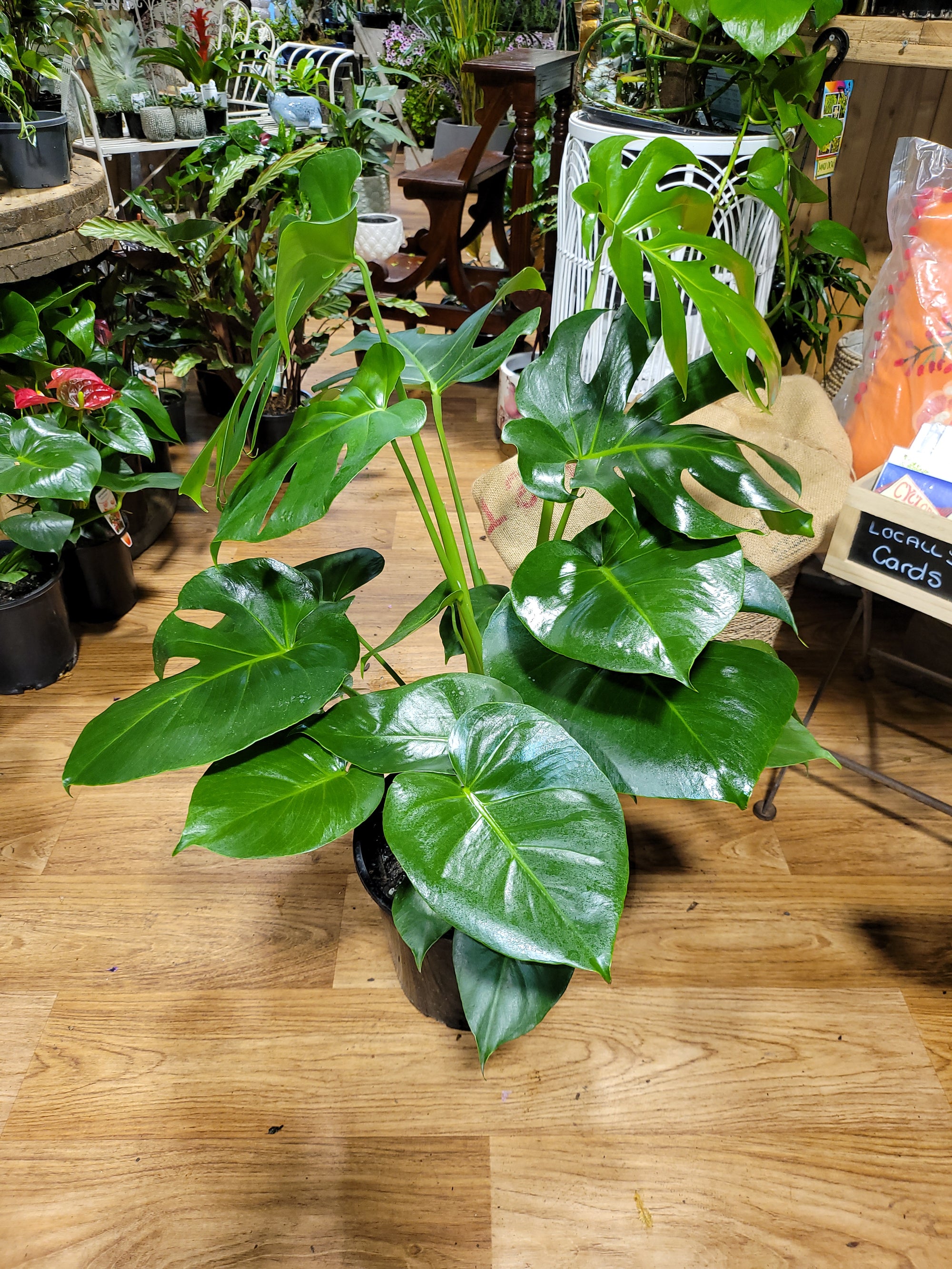 Monstera Tauerii