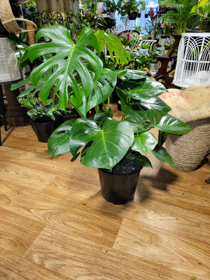 Monstera Tauerii