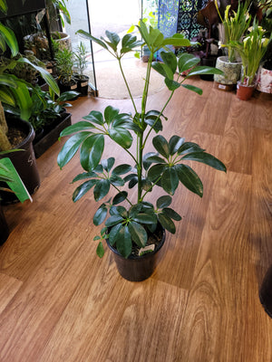 Schefflera alpine junior ( umbrella tree)