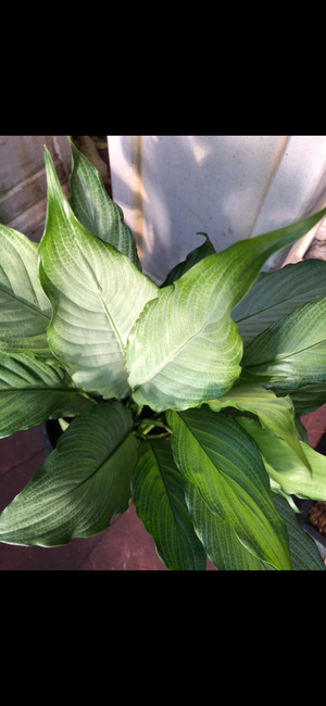 Spathiphyllum “platinum mist”