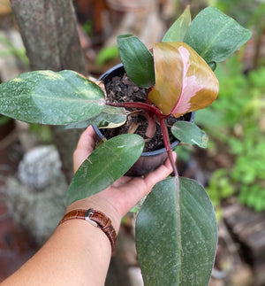 Philodendron 'pink princess'