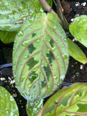 Maranta “ red vein prayer plant”