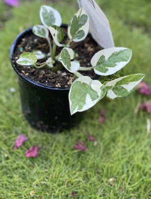 Epipremnum aureum "snow queen" - Artisans Garden Nursery