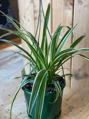 Spider plant- Chlorophytum comosum variegatum