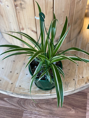 Spider plant- Chlorophytum comosum variegatum