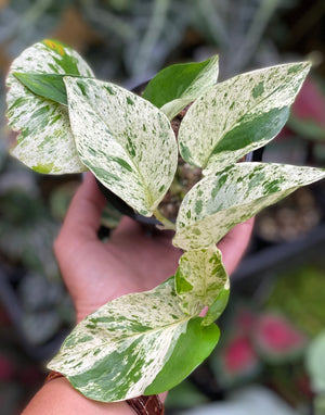 Pothos ‘marble queen’ epipremnum