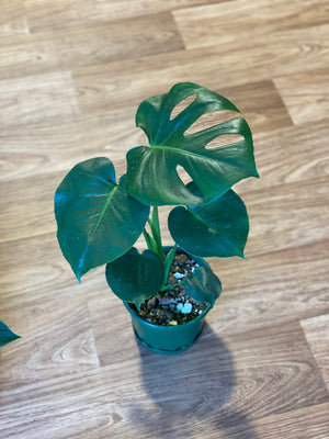 Monstera deliciosa