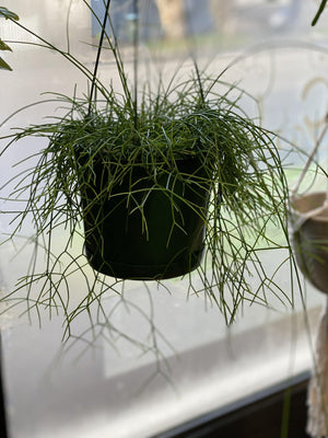 Rhipsalis species - That Plant Shop