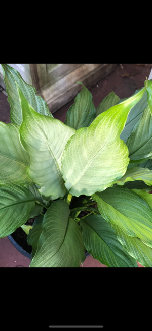 Spathiphyllum “platinum mist”