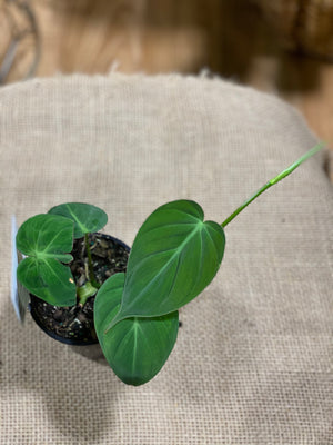 Philodendron Cordatum heart leaf